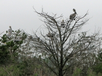 Pelican Tree